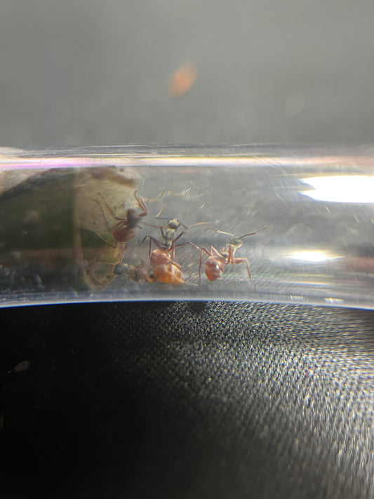 polyrhachis bicolor