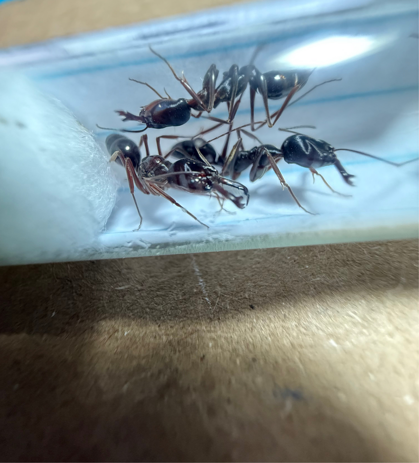 Odontomachus Monticola