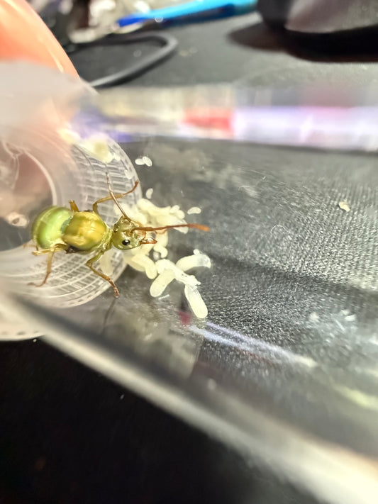 Oecophylla smaragdina