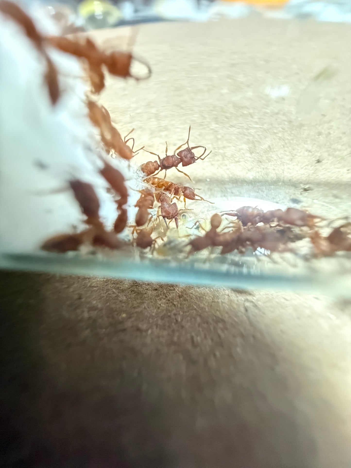 Mystrium camillae (Dracula Ant)