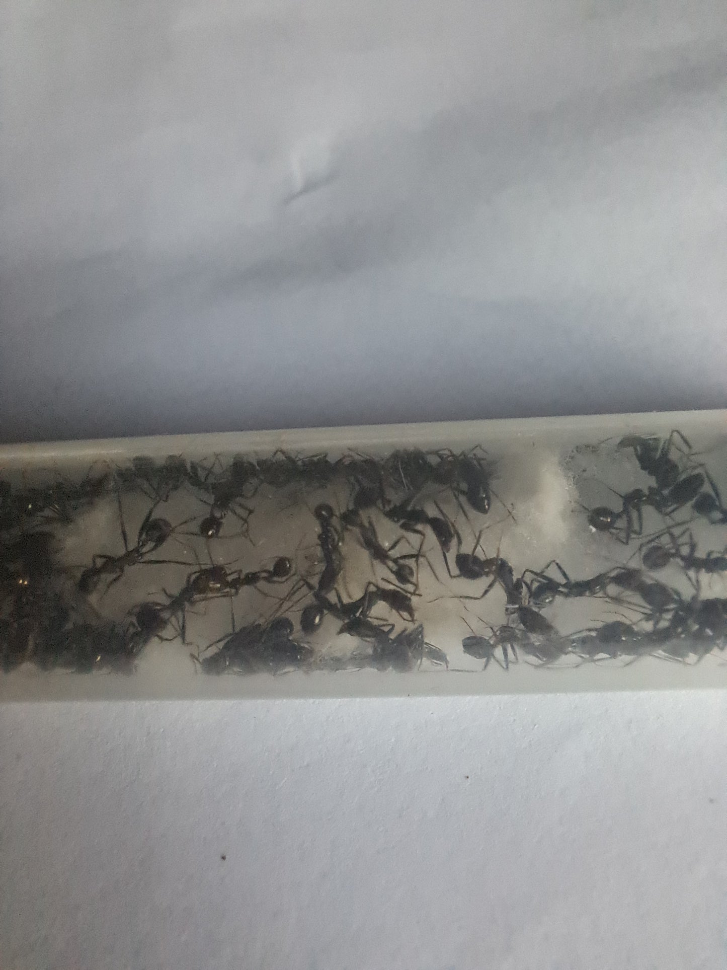 Aphaenogaster starczy