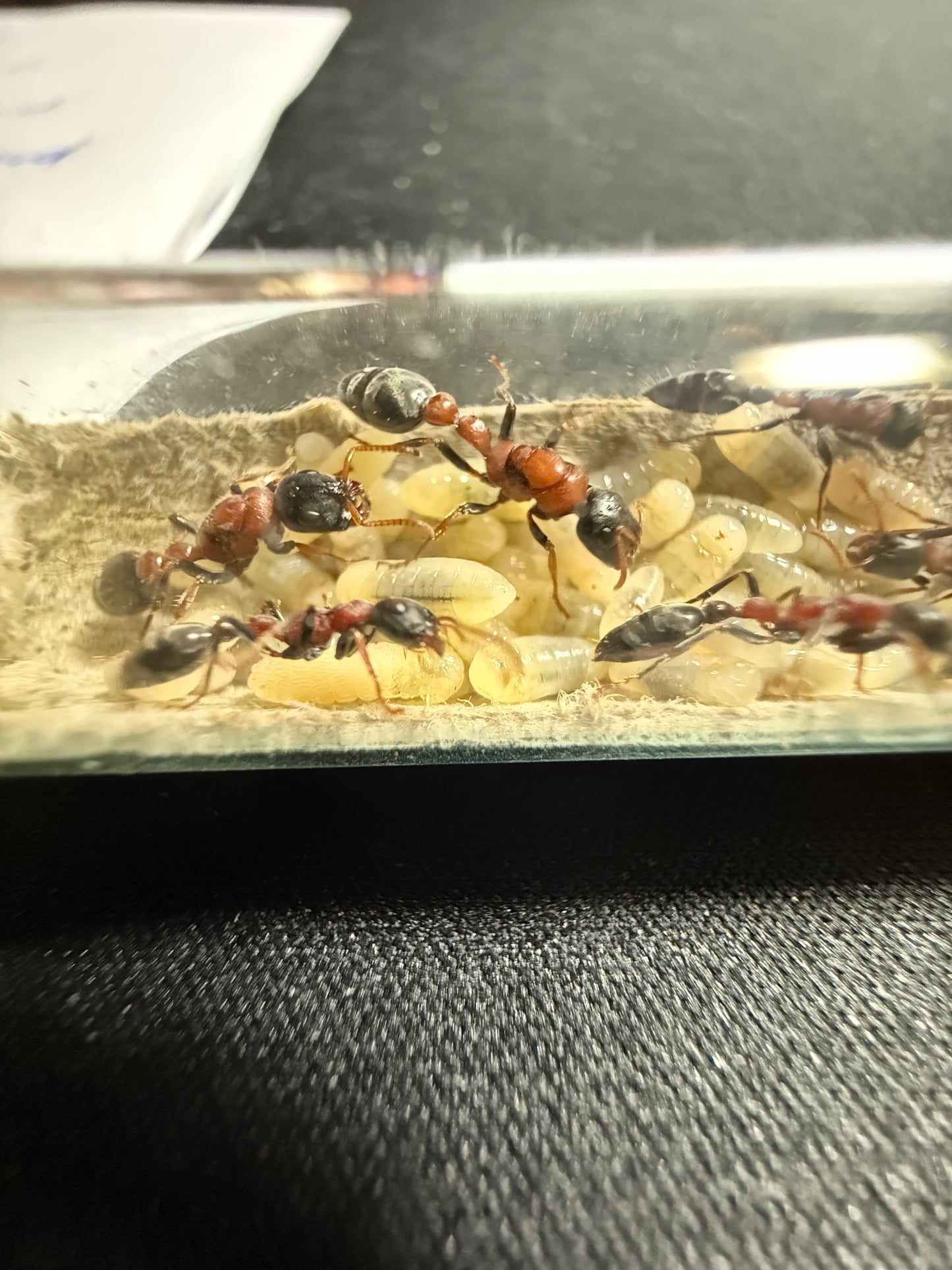 Tetraponera rufonigra