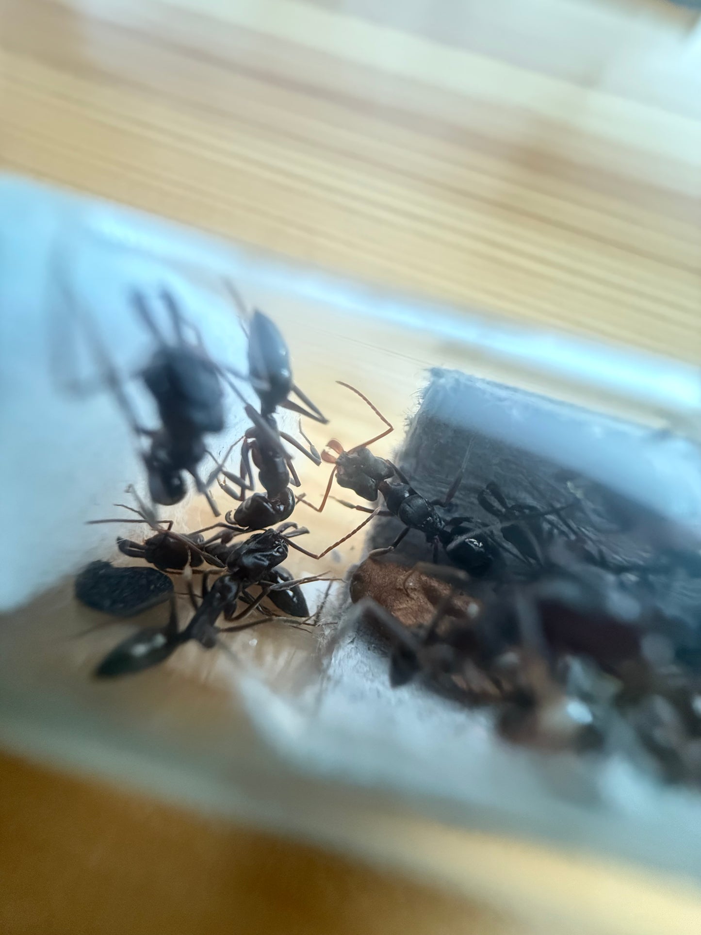 Odontomachus simillimus