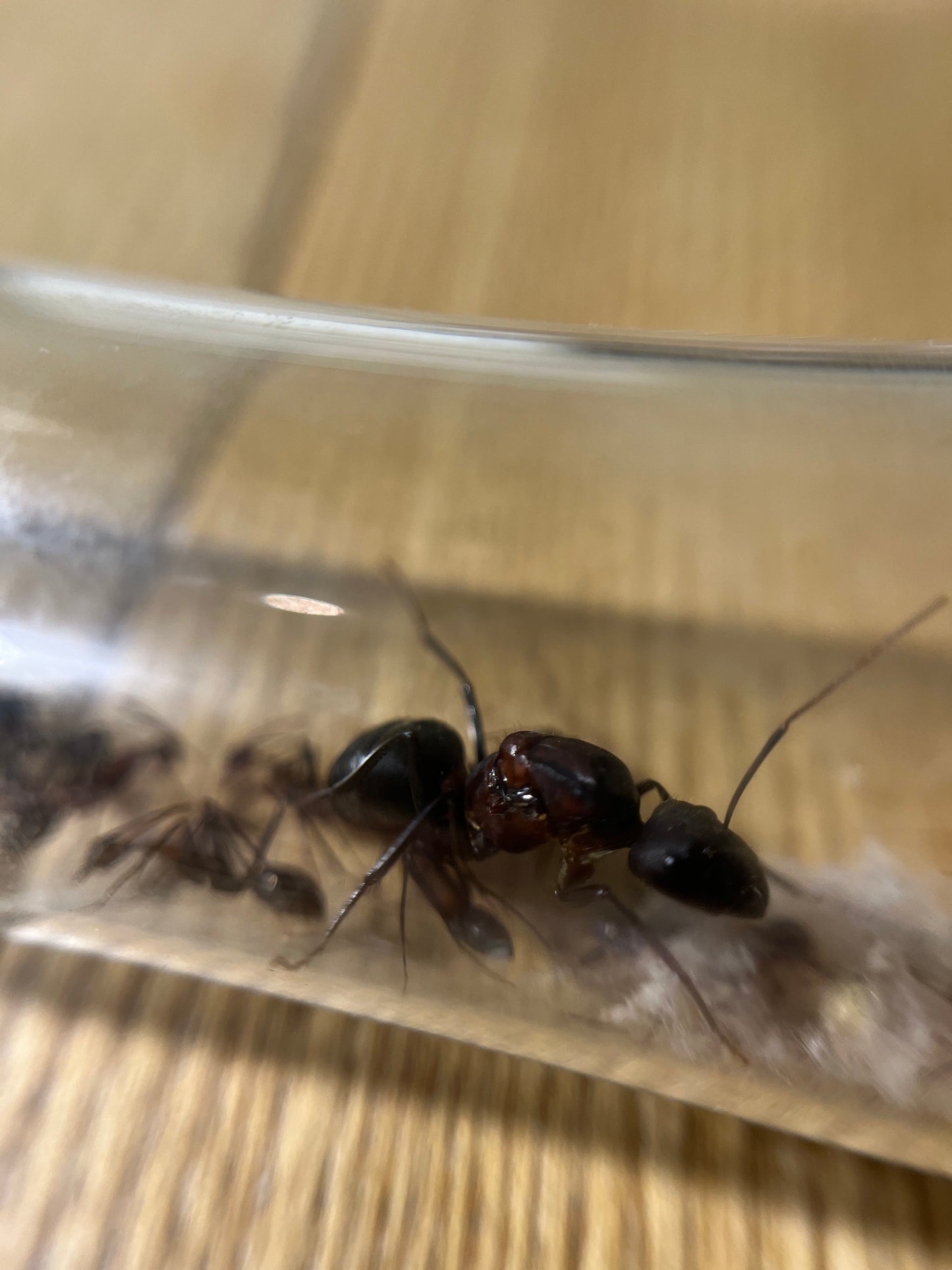 Camponotus angusticollis