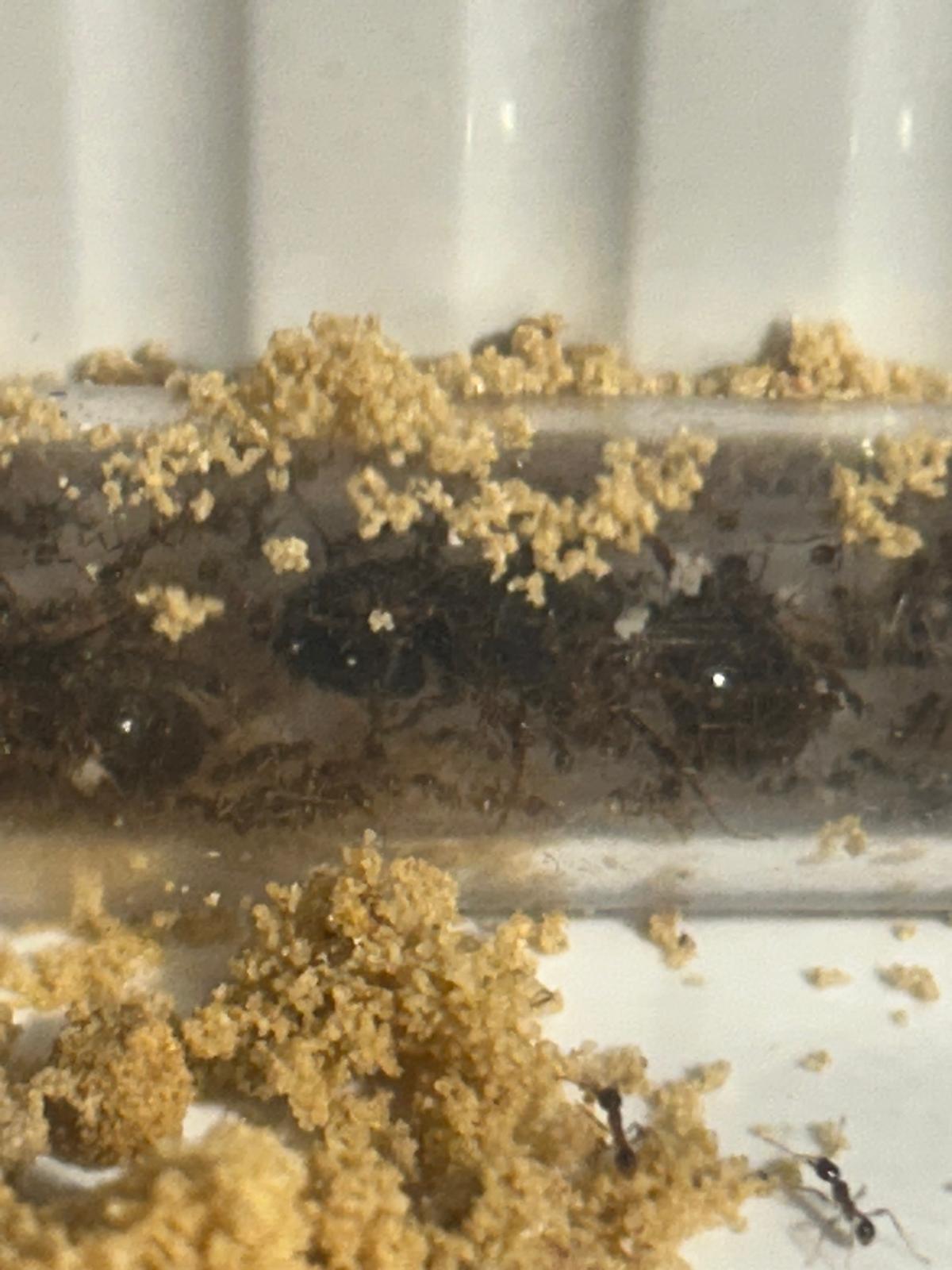 Carebara diversa