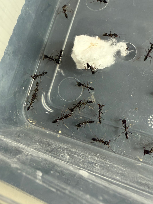Odontomachus sp.