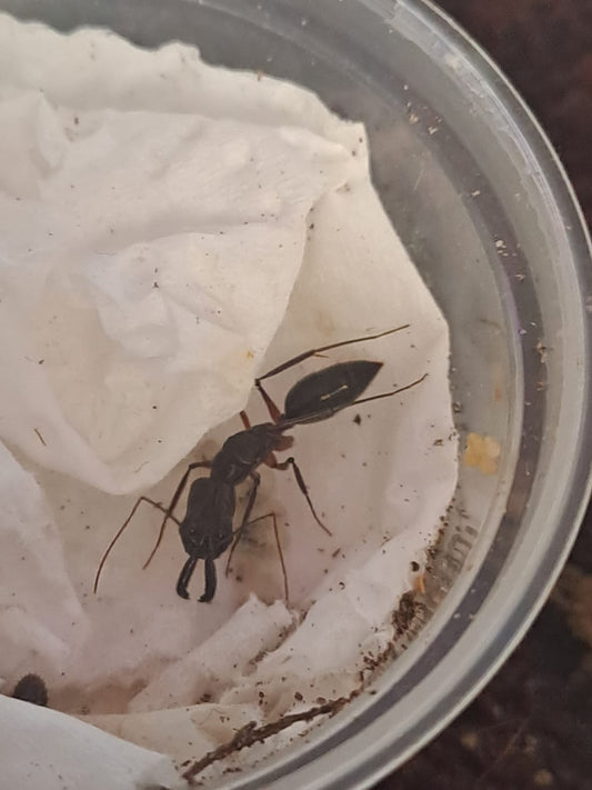 Odontomachus chelifer