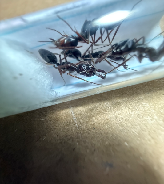 Odontomachus Monticola
