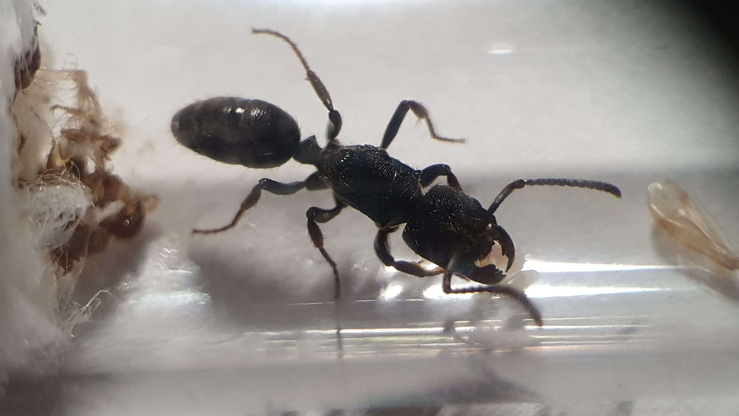 Odontoponera denticulata