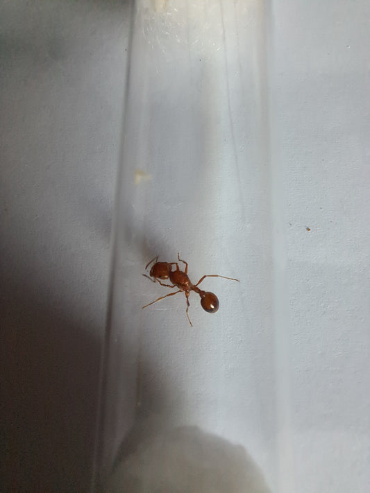 Pogonomyrmex dwubarwny