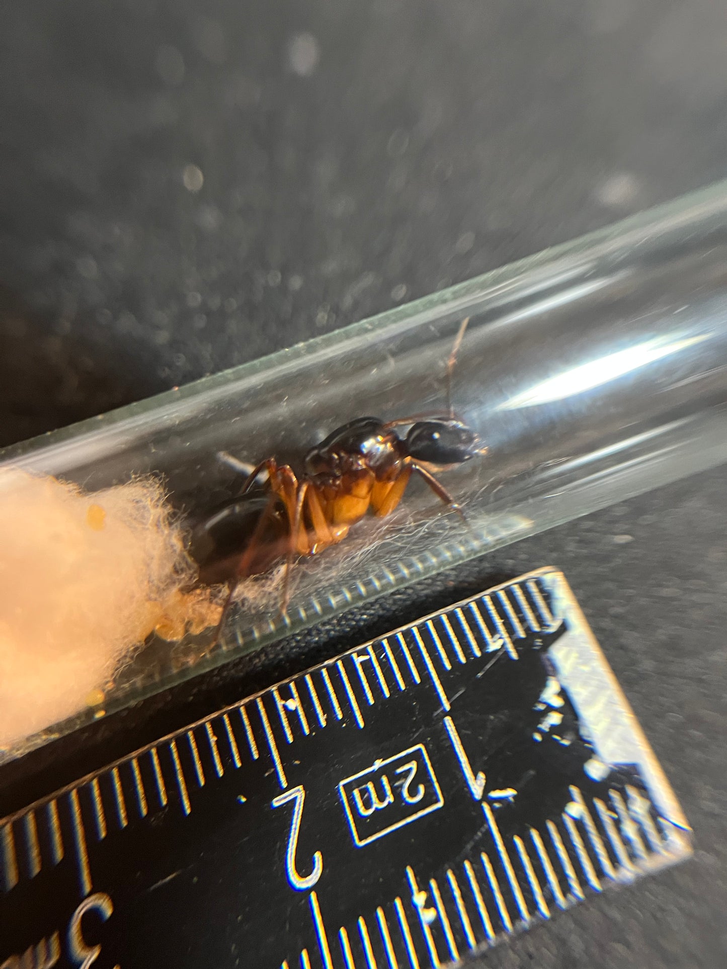 Camponotus arrogans