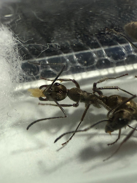 Diacamma rugosum