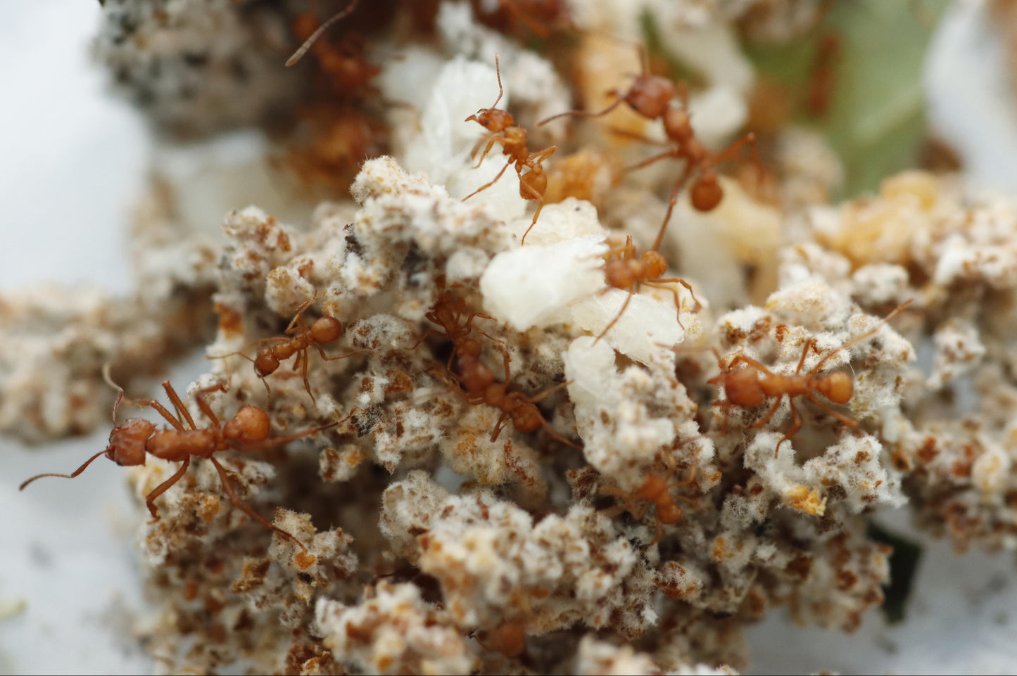 Acromyrmex octopsinosus