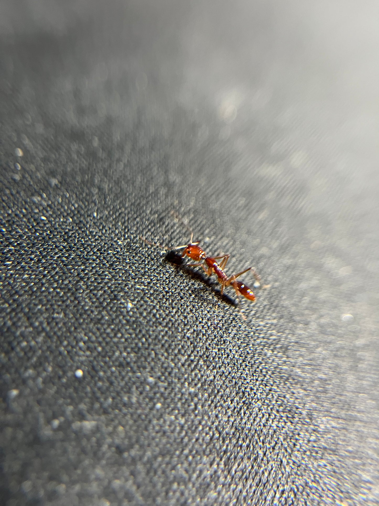 Odontomachus rixosus