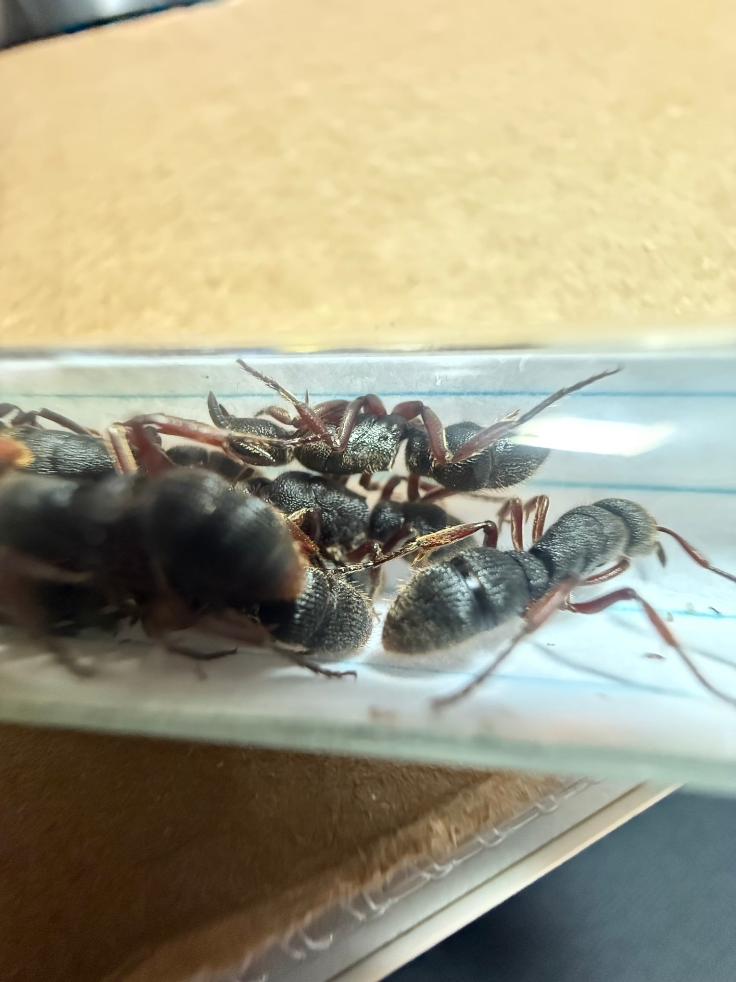 Pseudoneoponera rufipes