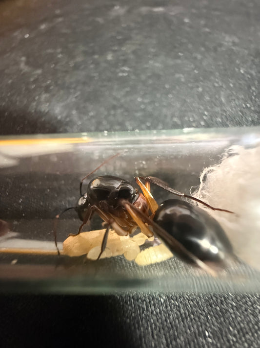 Camponotus arrogans