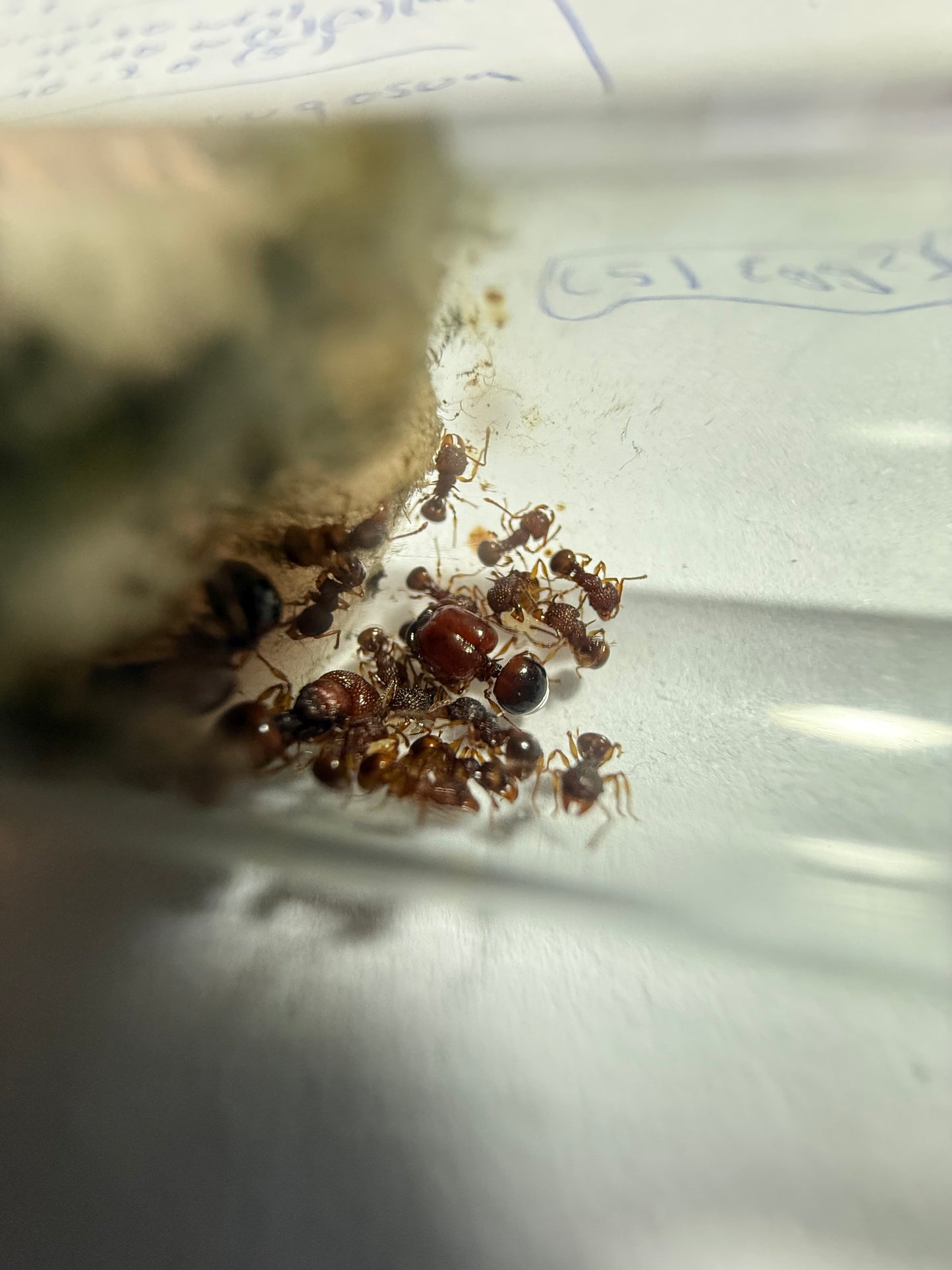 acanthomyrmex thailandensis