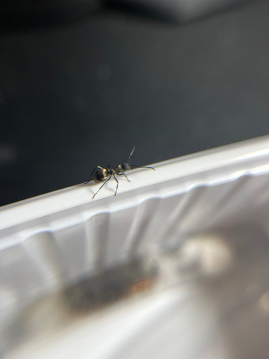 Polyrhachis dives