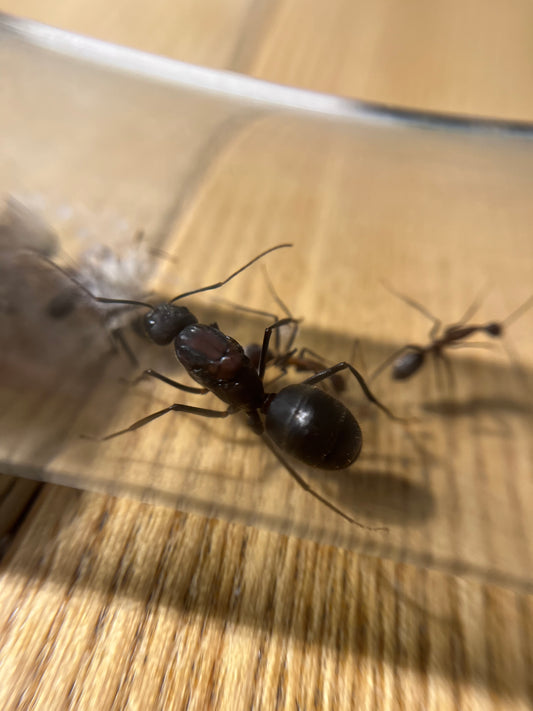 Camponotus angusticollis