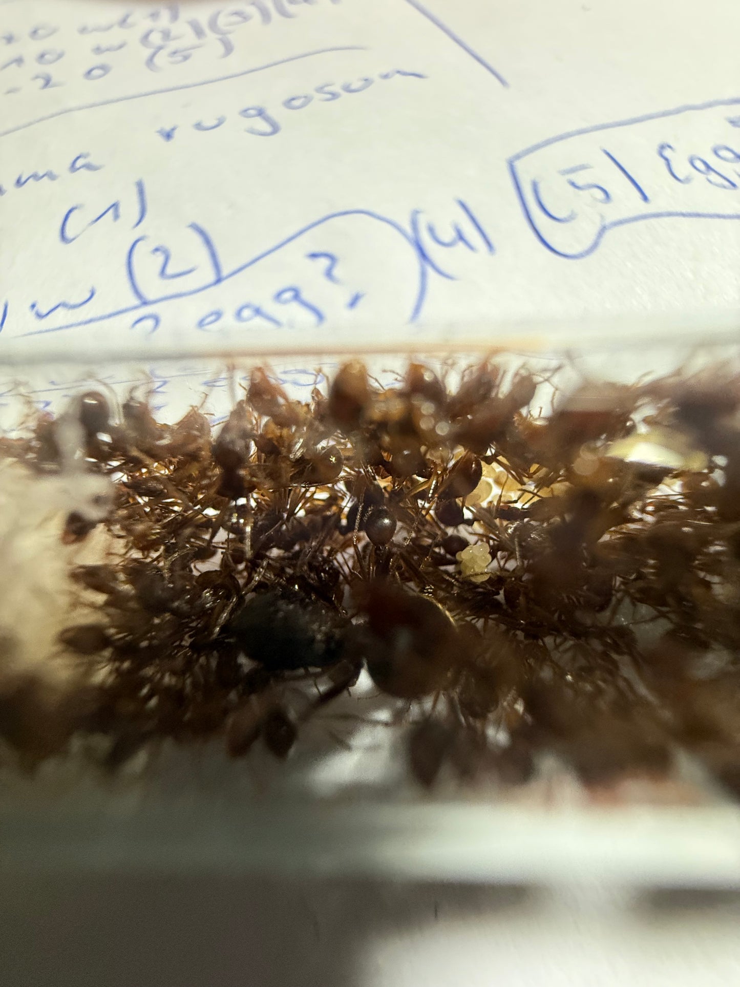 Aphaenogaster cf. rothneyi