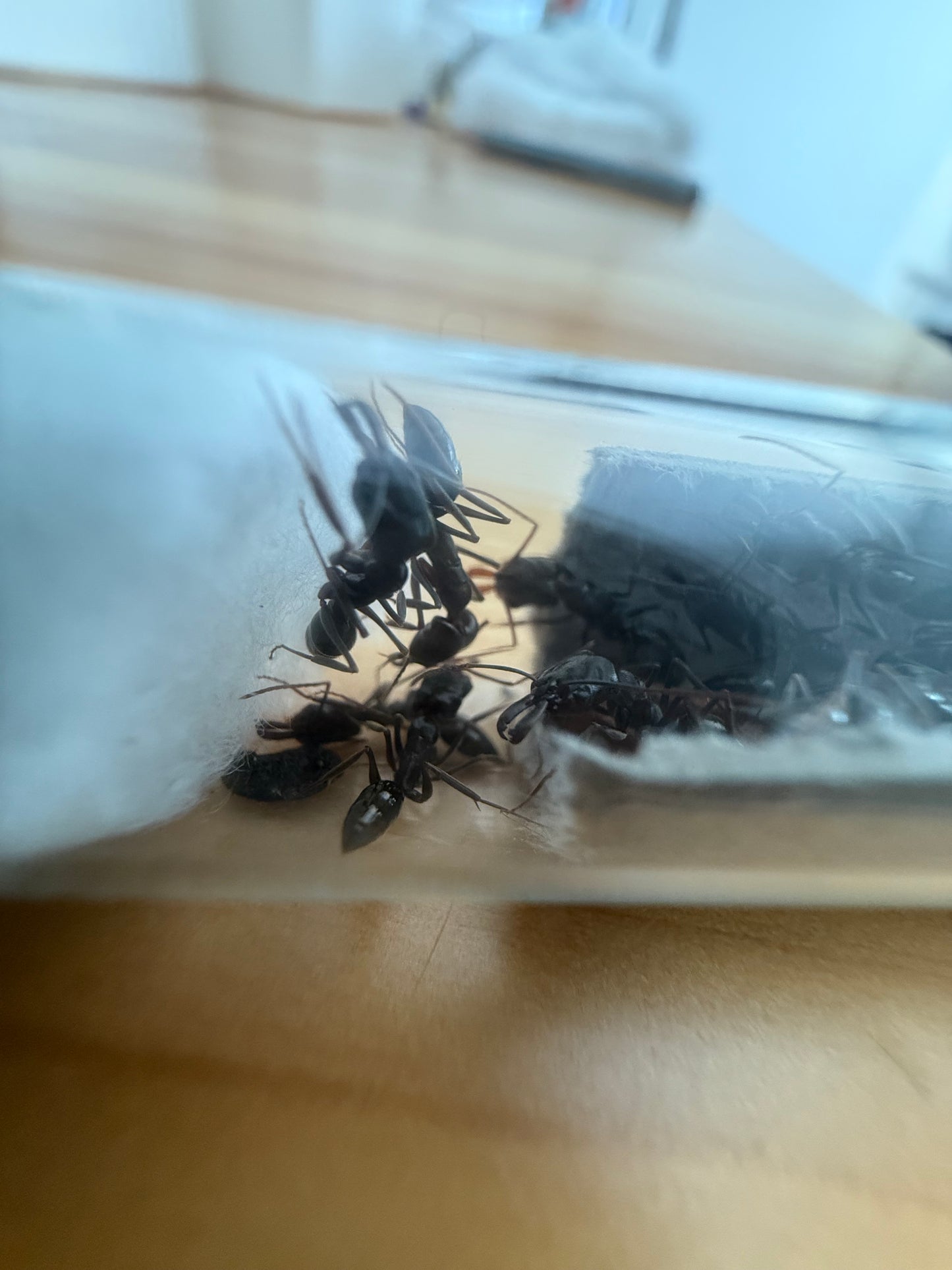 Odontomachus simillimus