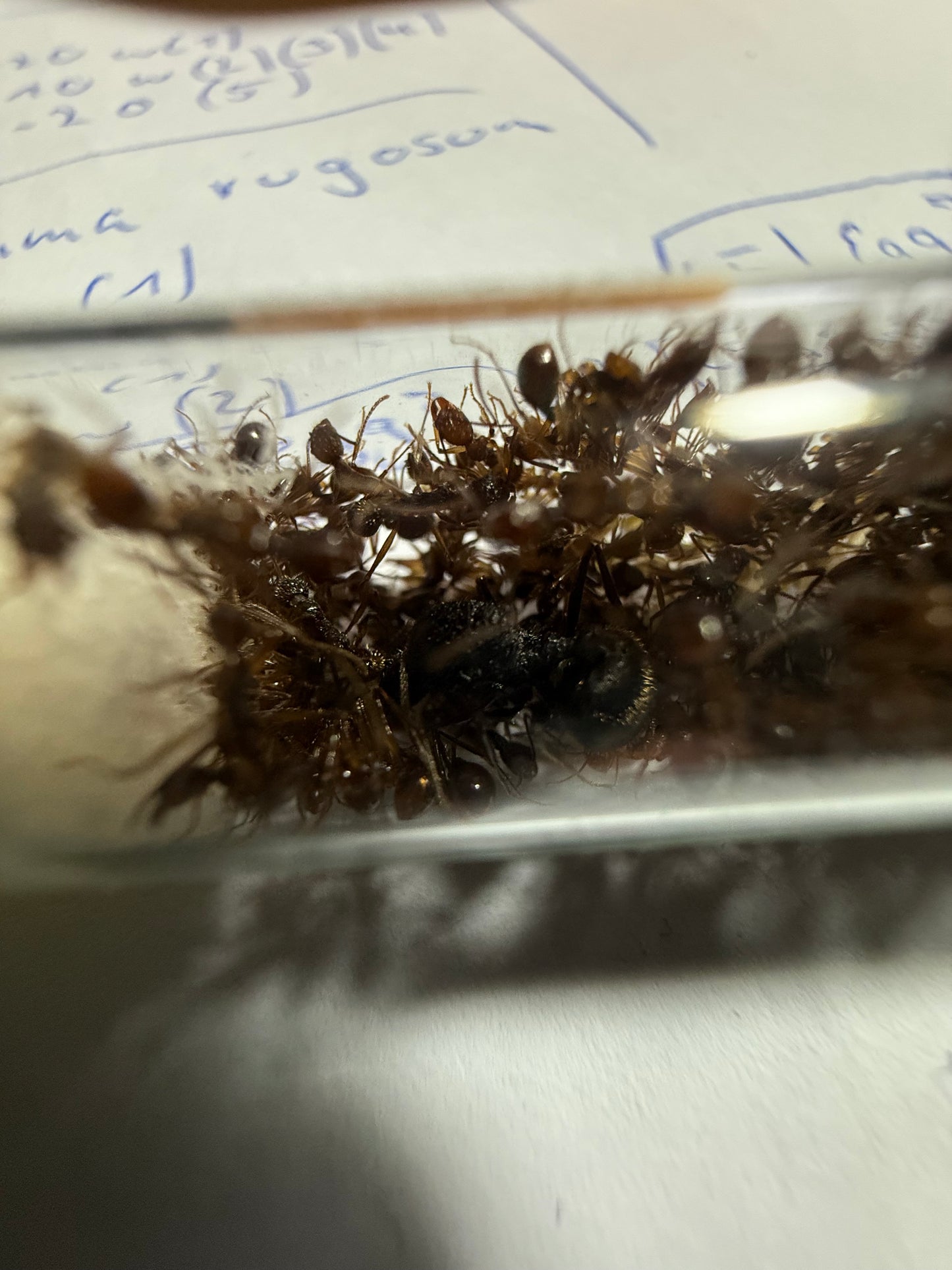 Aphaenogaster cf. rothneyi