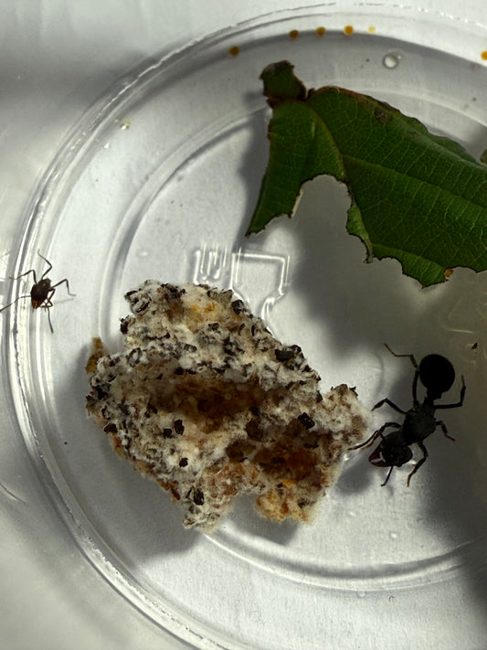 Acromyrmex Lundii