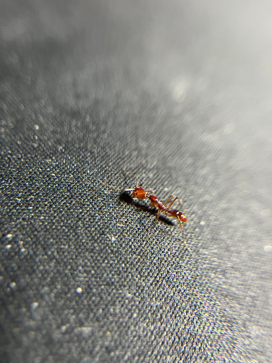 Odontomachus ricosus