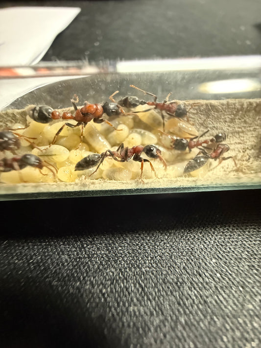 Tetraponera rufonigra
