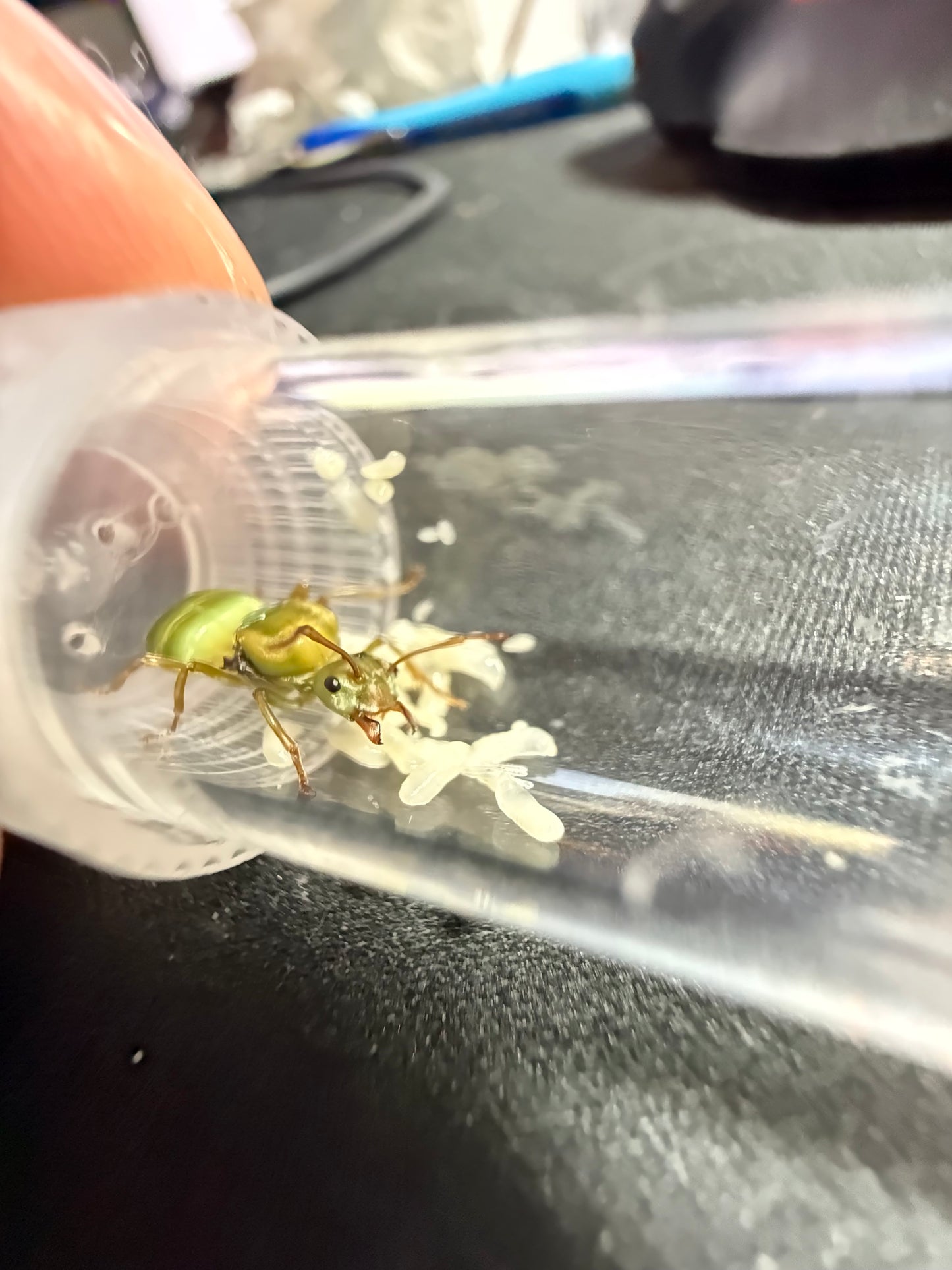 Oecophylla smaragdina