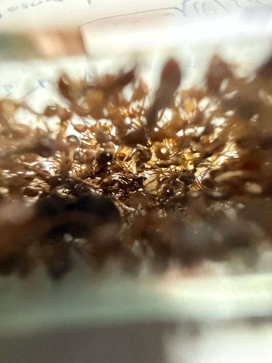 Aphaenogaster cf. rothneyi