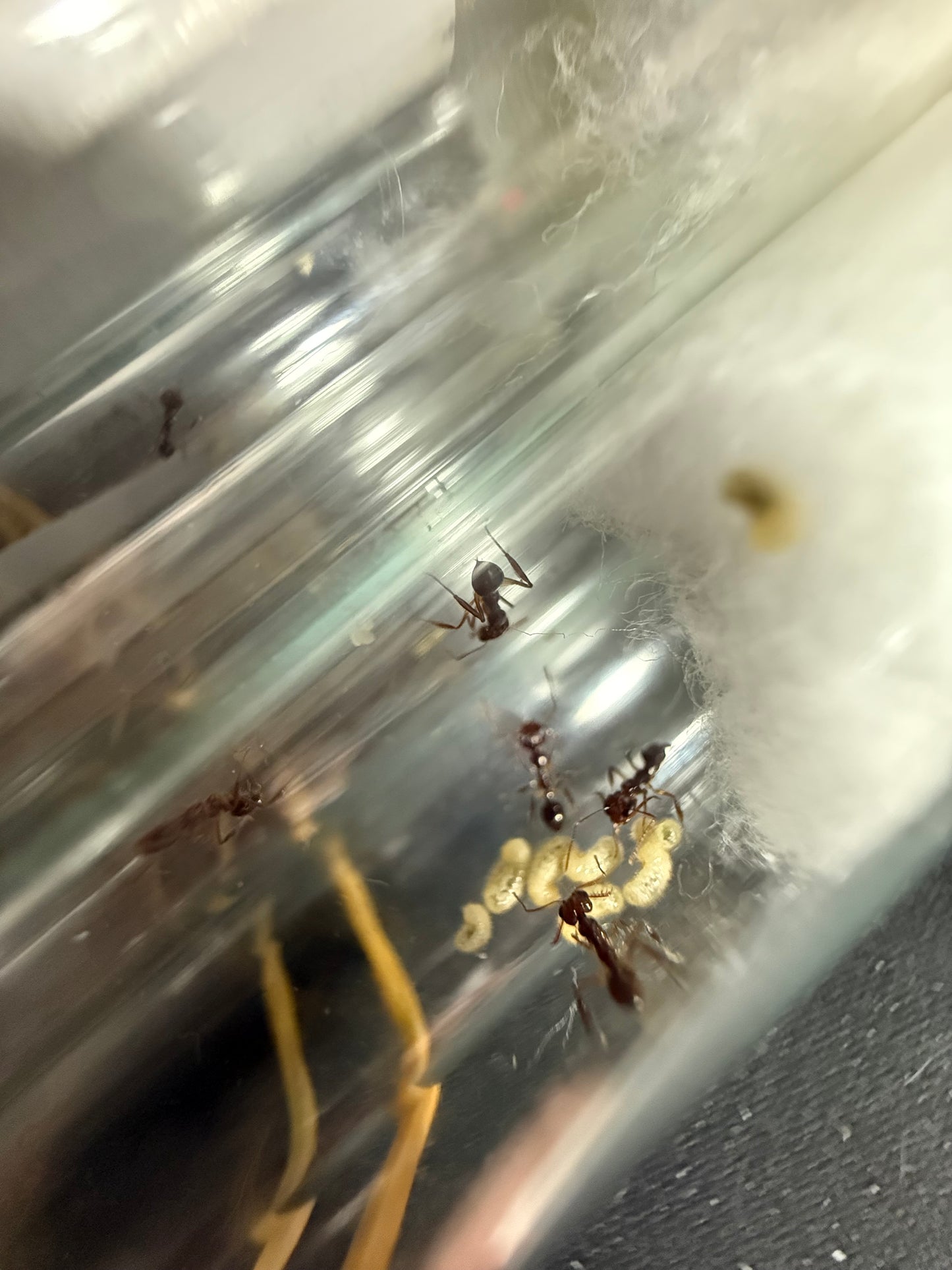 Myrmoteras binghamii