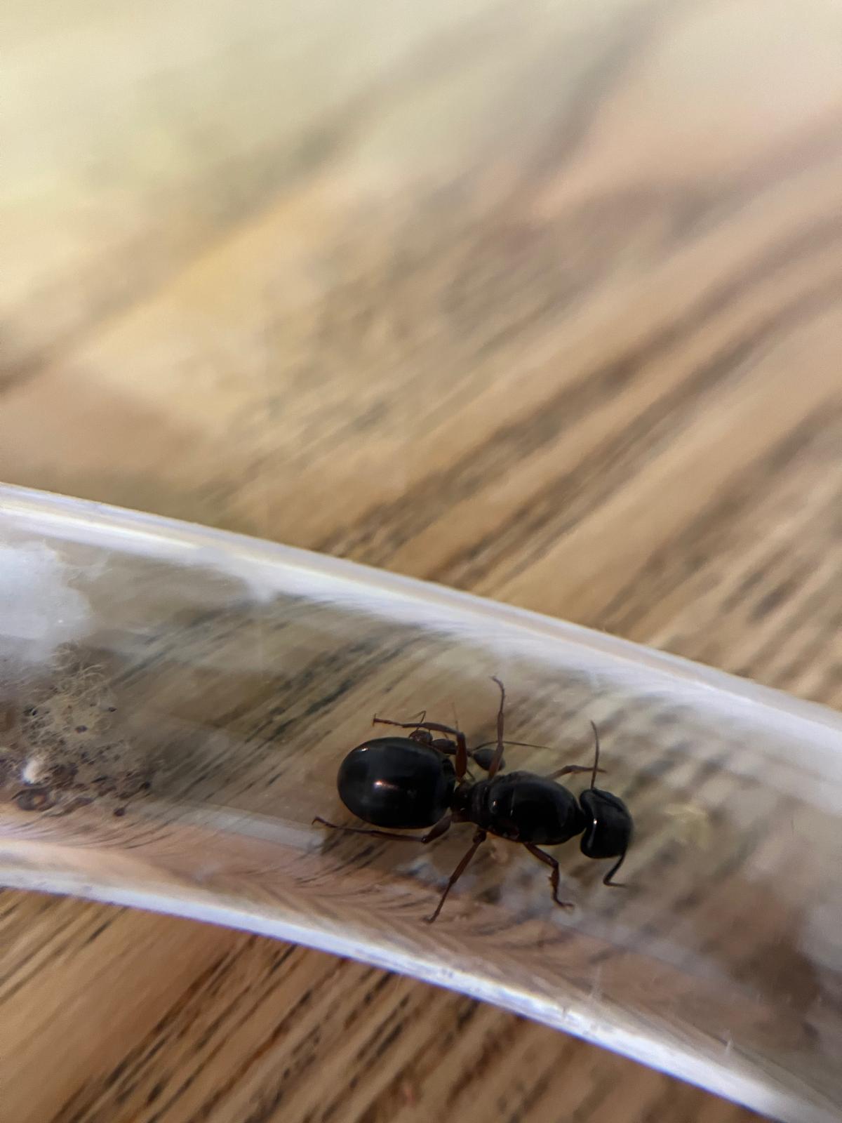 Camponotus siemsseni