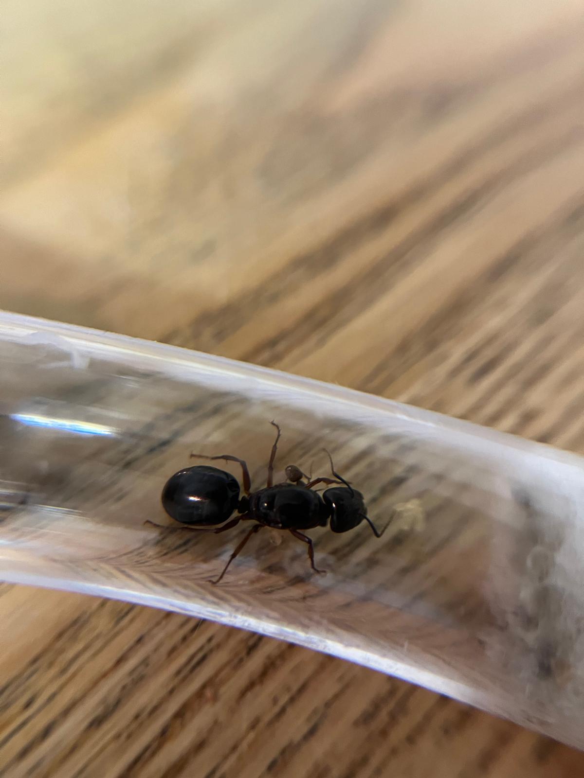 Camponotus siemsseni