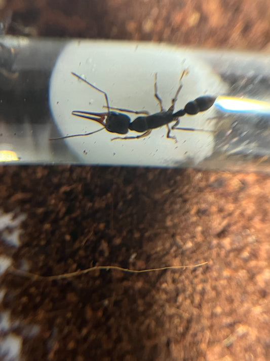 Harpegnathos Venator