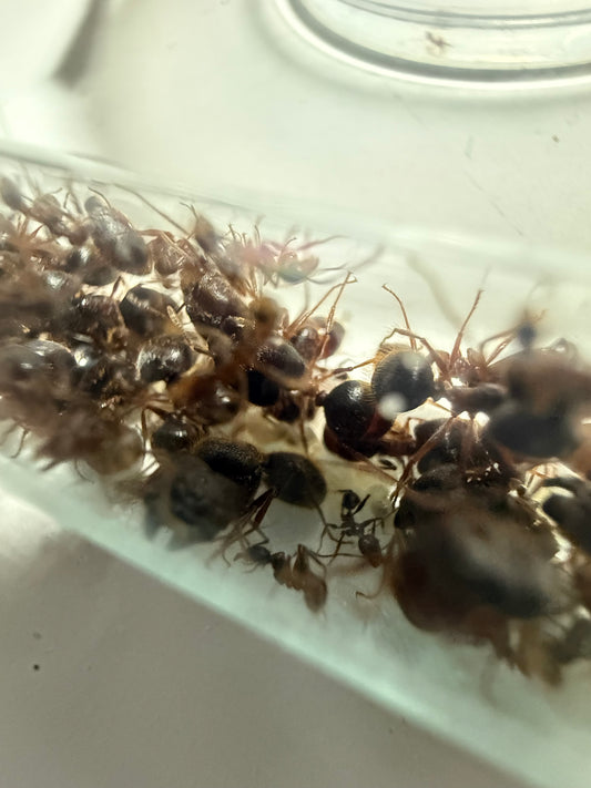 Pheidole cf. Nodus