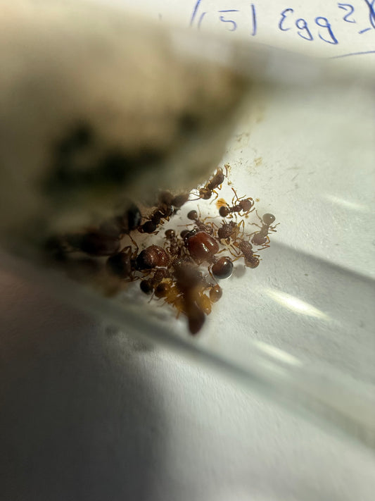 acanthomyrmex thailandensis