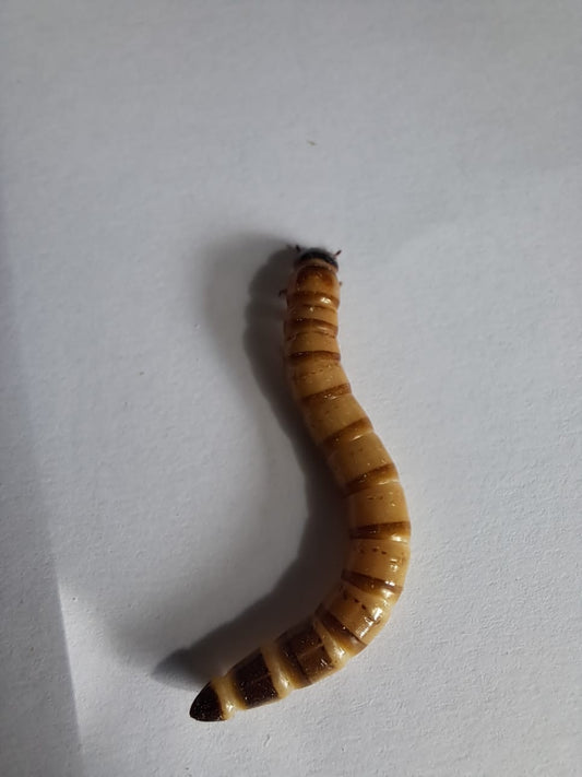 Zophobas (darkling beetle larvae)