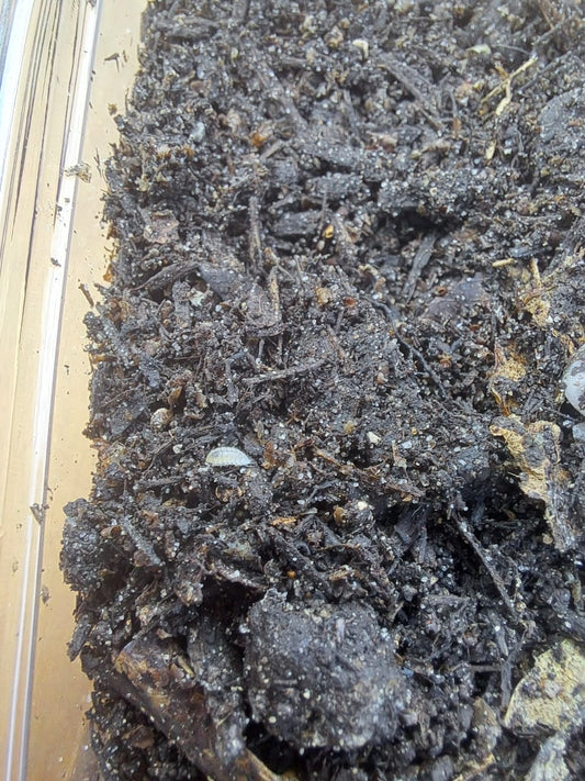 white woodlice (Trichorhina tormentosa) breeding approach