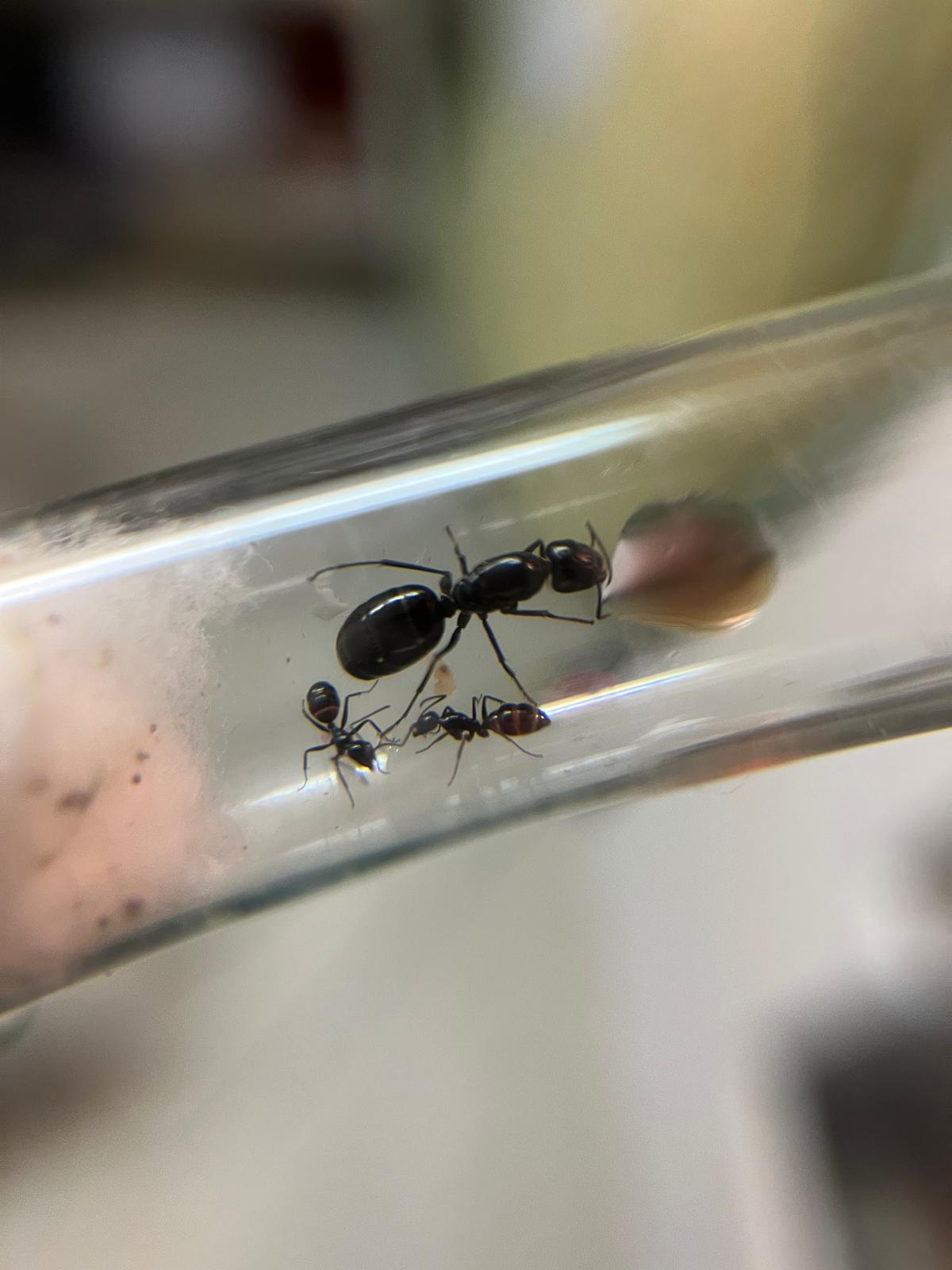 Camponotus aethiops
