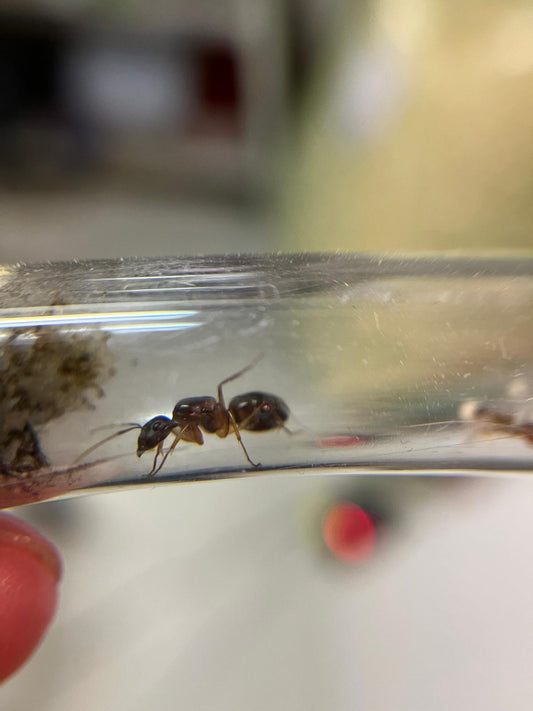 Camponotus sp. irritans