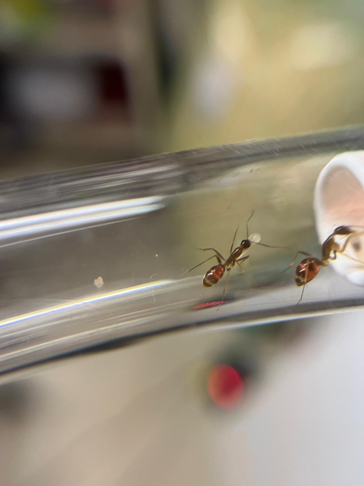 Camponotus sp. irritans