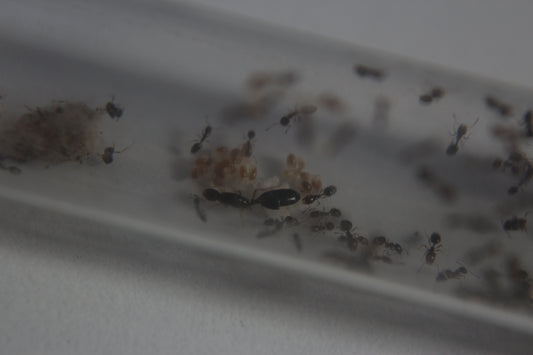 Trichomyrmex mayri