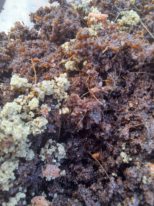 Tropical springtails