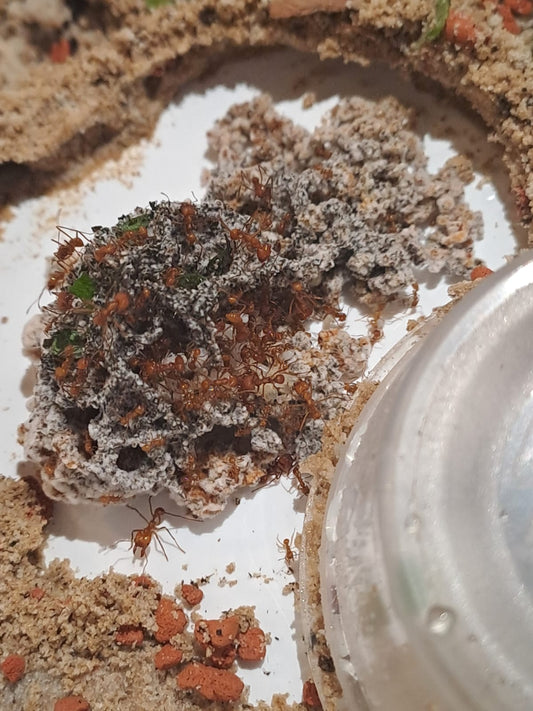 Replacement mushroom for leaf cutter