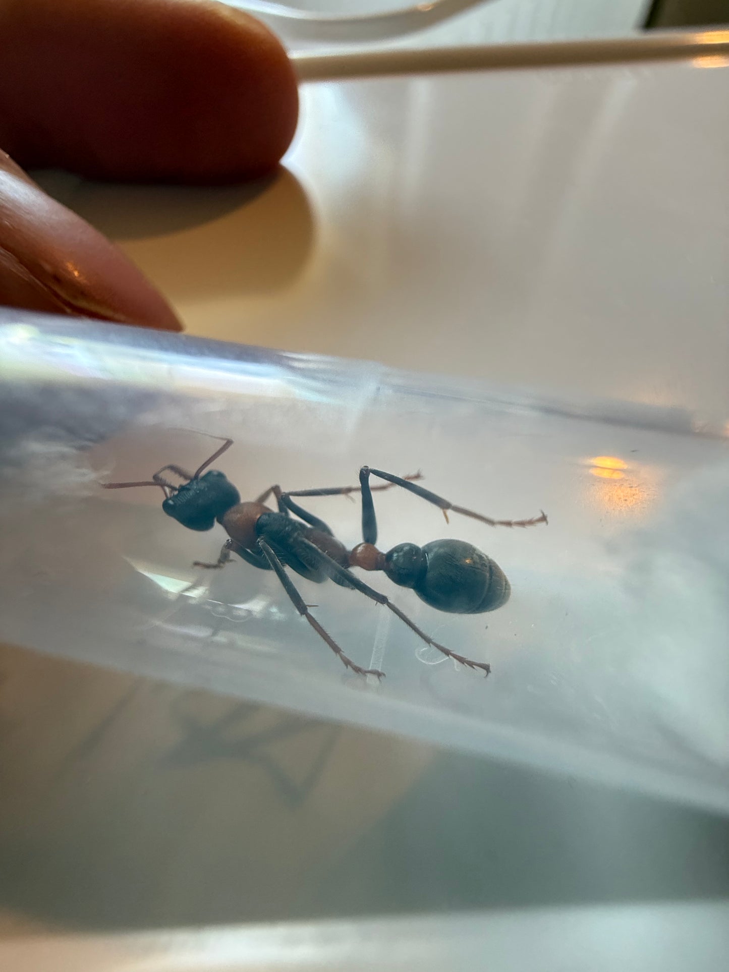 Myrmecia nigrocinta