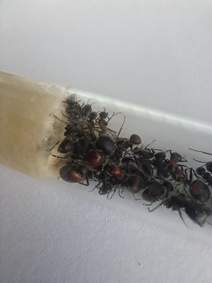 Camponotus mutilarius