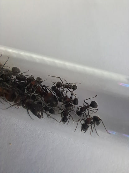 Camponotus mutilarius