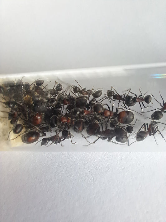 Camponotus mutilarius