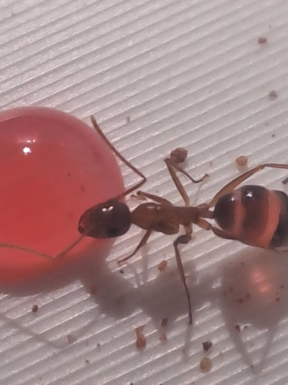 Camponotus maculatus subnudus